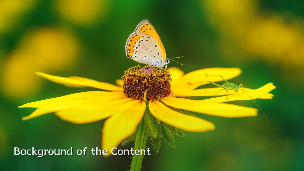 Background of the Content