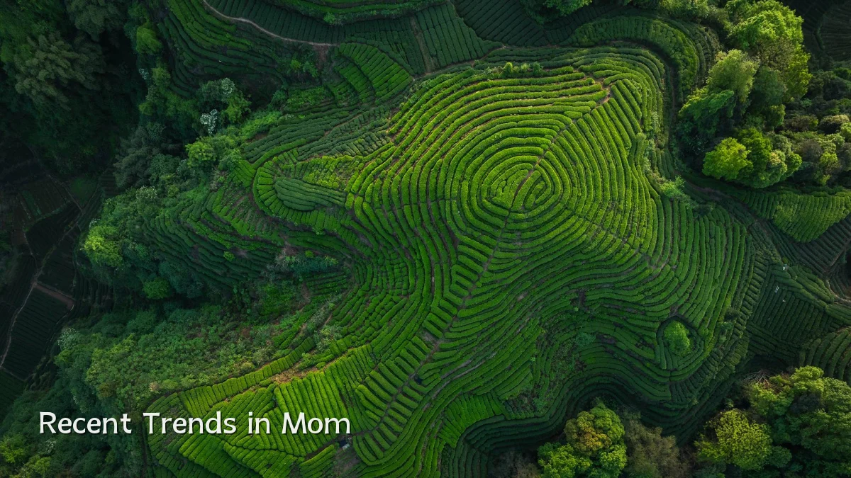 Recent Trends in Mom